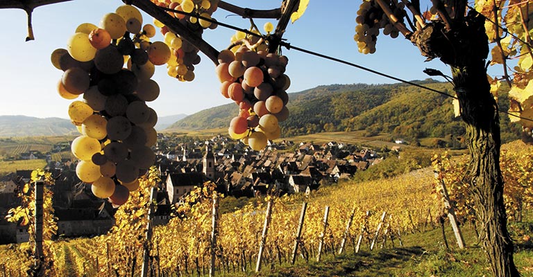 Vue sur les vignobles de Crémant d'Alsace